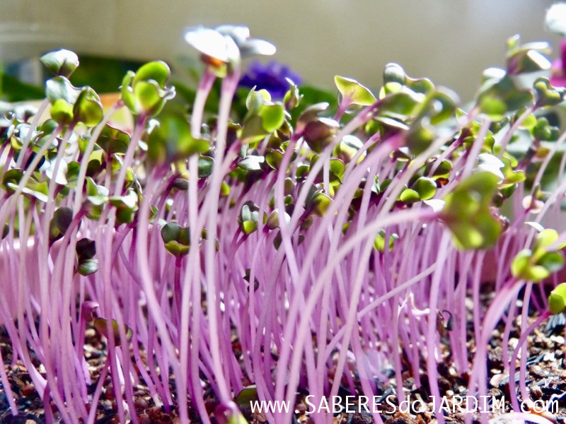 Microverdes de Repolho Roxo