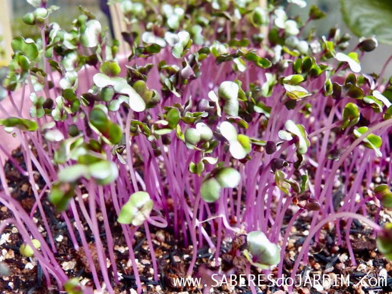 Microverdes - Microgreens - Repolho Roxo