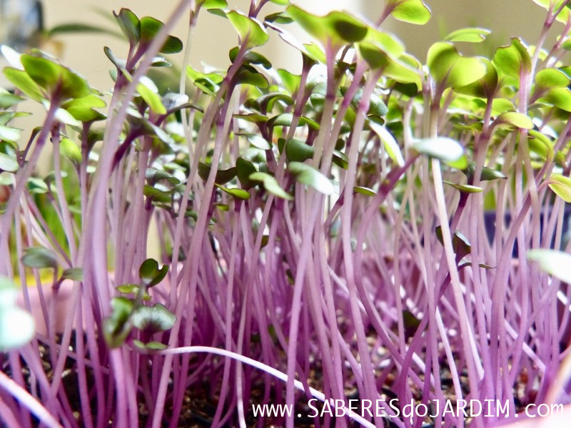 Microverdes - Microgreens - Repolho Roxo