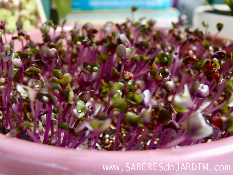 Microverdes - Microgreens - Repolho Roxo