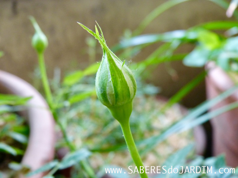 Recuperar Mini Rosas