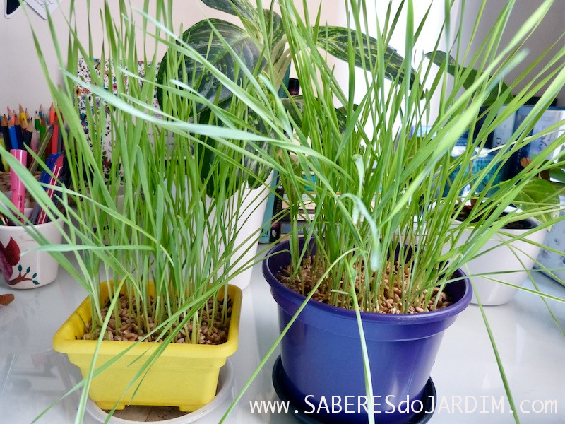 Como Plantar Grama de Trigo para Fazer Suco Verde