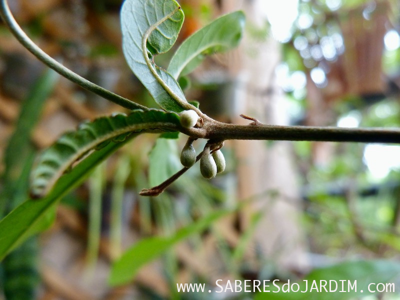 Fruta do Milagre - synsepalum dulcificum