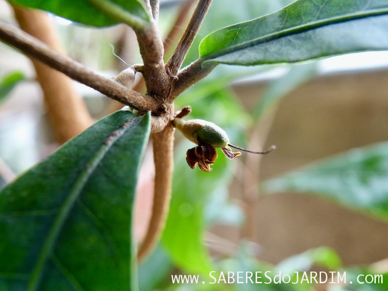 Fruta do Milagre - synsepalum dulcificum