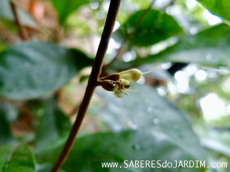 Fruta do Milagre - synsepalum dulcificum