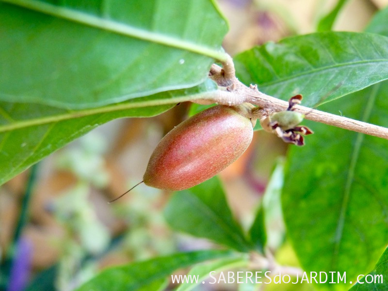 Fruta do Milagre - synsepalum dulcificum