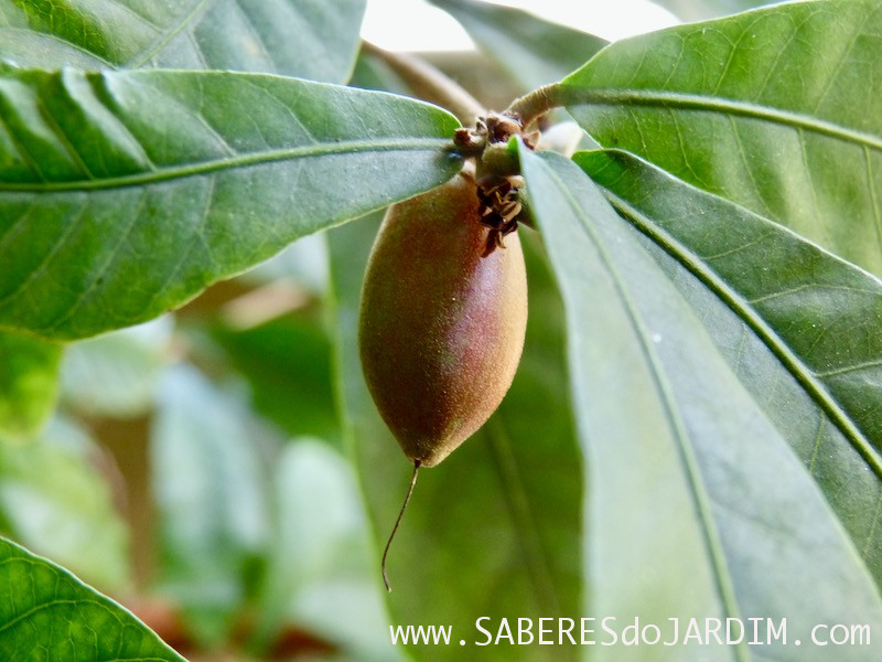 Fruta do Milagre - synsepalum dulcificum