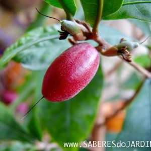 Fruta do Milagre (synsepalum dulcificum) – O Adoçante Natural