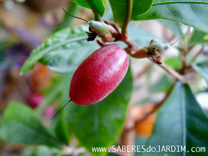 Fruta do Milagre (synsepalum dulcificum) – O Adoçante Natural