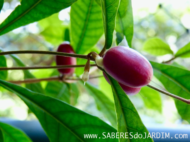 Fruta do Milagre - synsepalum dulcificum