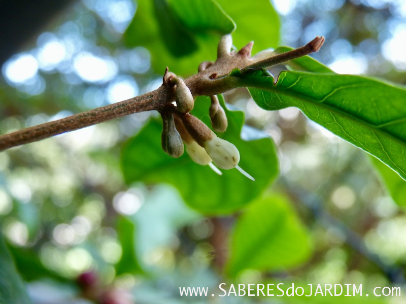 Fruta do Milagre - synsepalum dulcificum