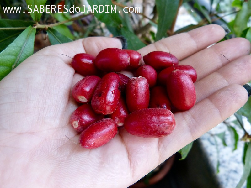 Fruta do Milagre - synsepalum dulcificum